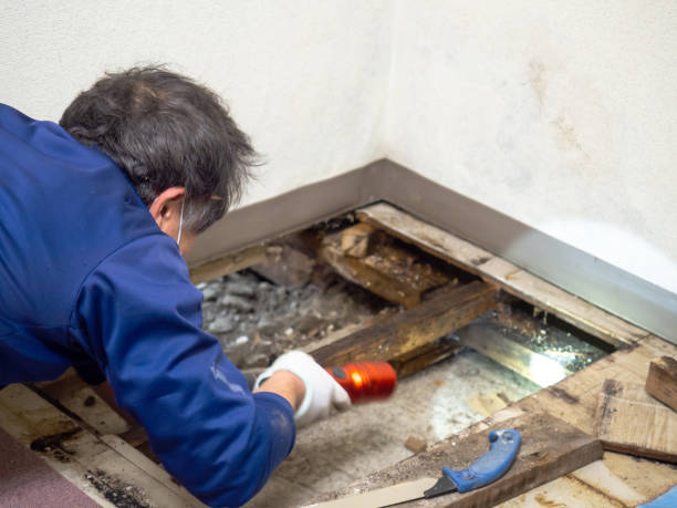 Best Crawl Space Mold Remediation in Kayenta, AZ