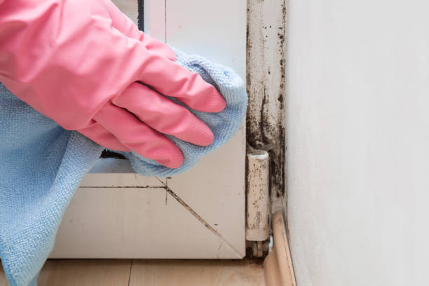 Best Basement Mold Remediation in Kayenta, AZ