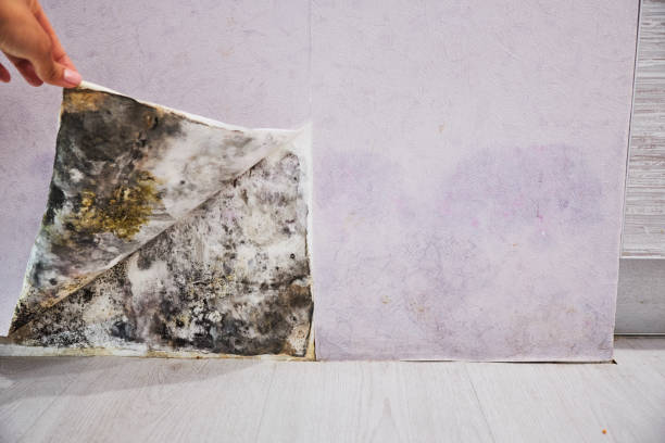 Best Bathroom Mold Remediation in Kayenta, AZ